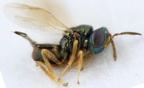 Atrichomalus trianellatus